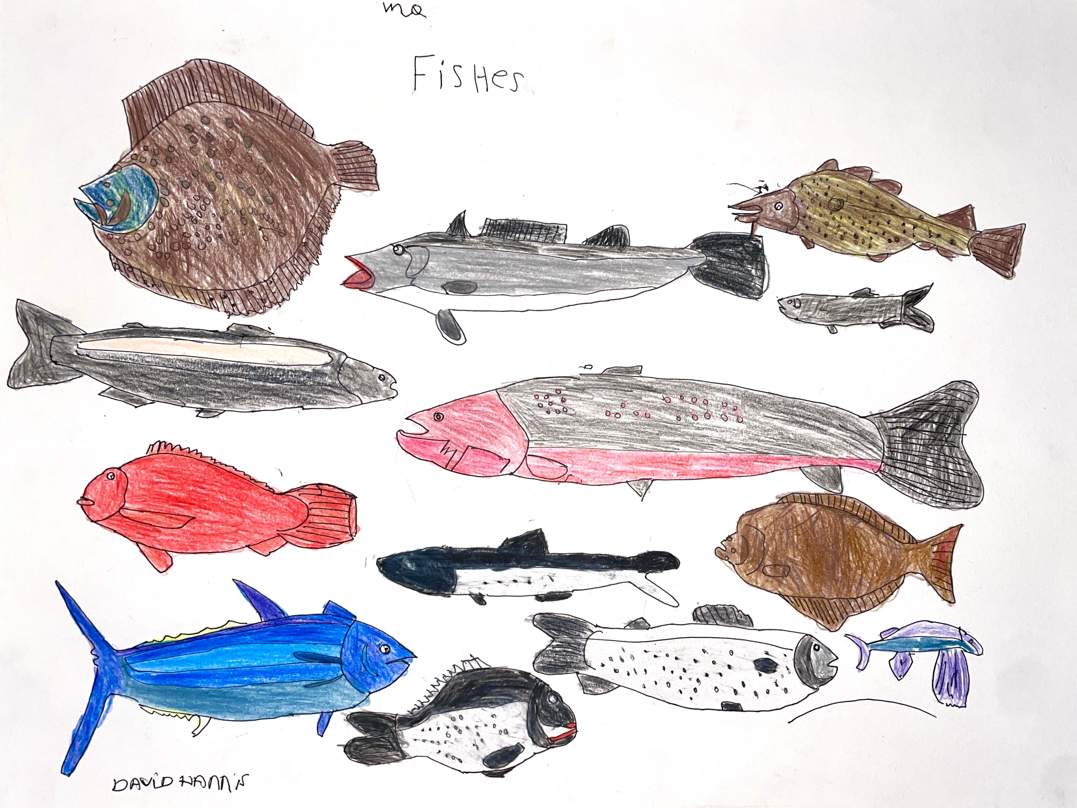 Fishes, by David Harris