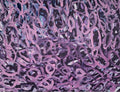 Untitled (Lavender Over Purple), by Julieann Dombrowski - pasc-gallery