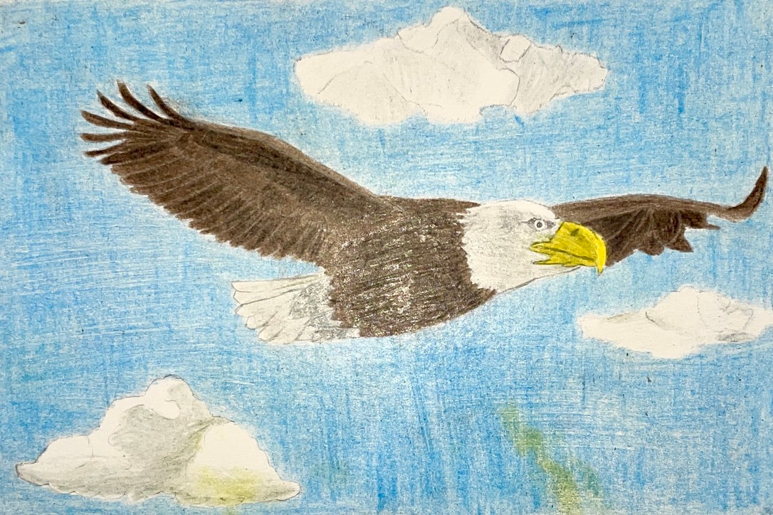 Flight of the Bald Eagle, by Justin Pollard - pasc-gallery