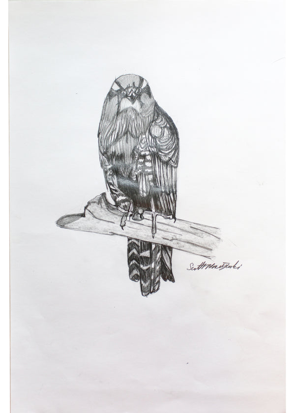 Untitled (Falcon), drawing by Scott Maciejewski